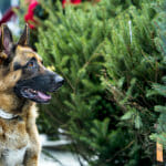 THE CHRISTMAS SHEPHERD - A successful children's book author and Army widow loses her late husband's German Shepherd, Buddy, only to later find him adopted by a new family %u2013 a single father and his daughter. Each finds a sense of Christmas spirit as they struggle to decide with whom the dog really belongs. Photo: Ace, Teri Polo, Martin Cummins Photo Credit: Copyright 2014 Crown Media United States, LLC/Photographer: Bettina Strauss