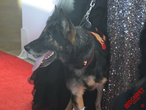 One of the Hero Dogs at the 5th Annual American Humane Association Hero Dog Awards #HeroDogAwards