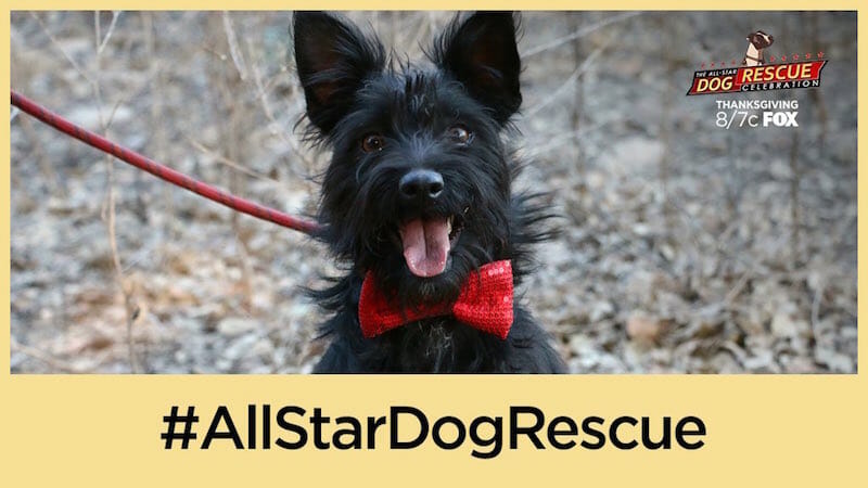Fox's The All-Star Dog Rescue Celebration on Thanksgiving - Donate http://fox.tv/PawsDonate