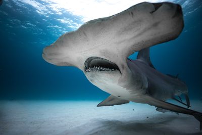 Hammerhead Shark - Shark Week 2019 on Discovery Channel