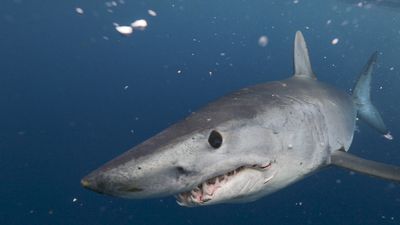 Mako Shark - Shark Week 2019 on Discovery Channel